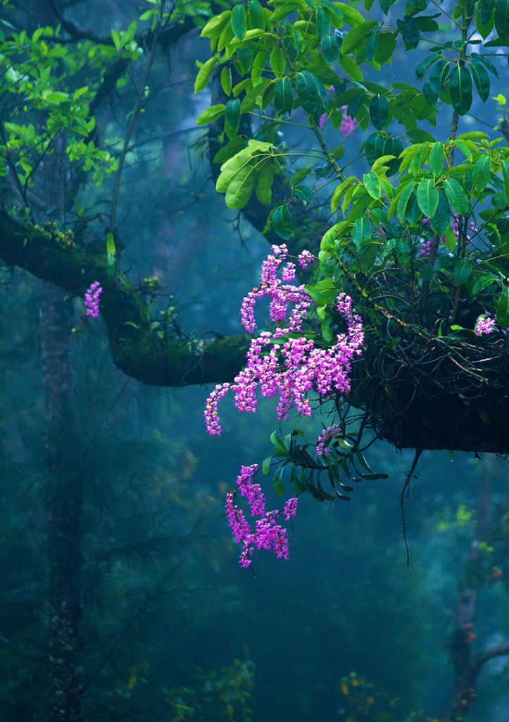 Floral Beauty.Coorg