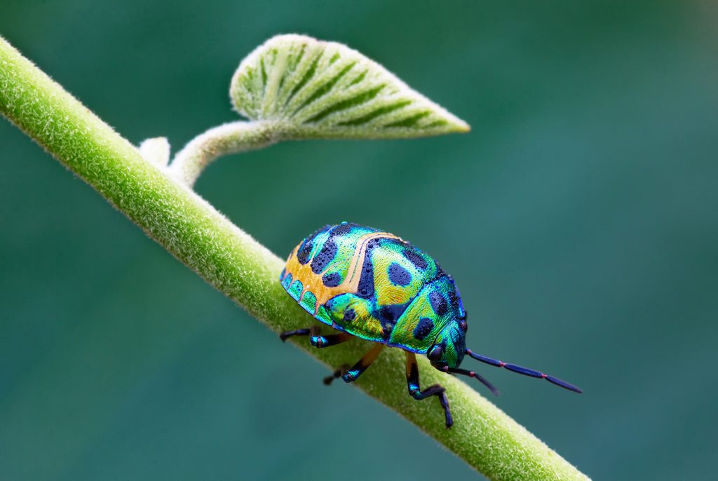 Jewel bug