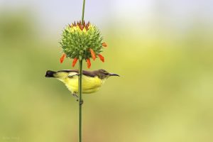 Awaiting takeoff_A female sun bird had just finished sipping up nectar from a lions ear plant, and just about moving on to another flower