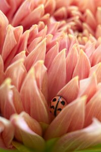 Cozy and Comfortable_Quietly hidden among the petals of a Dahlia flower is a lady bug