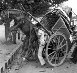 Human Interst horse power put to test