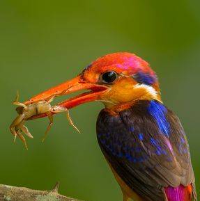 Oriental Dwarf Kingfisher