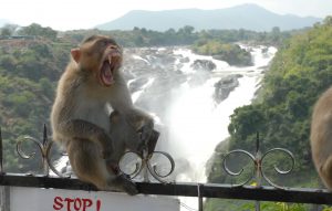 Shivasamudram Falls also known as Cauvery Falls