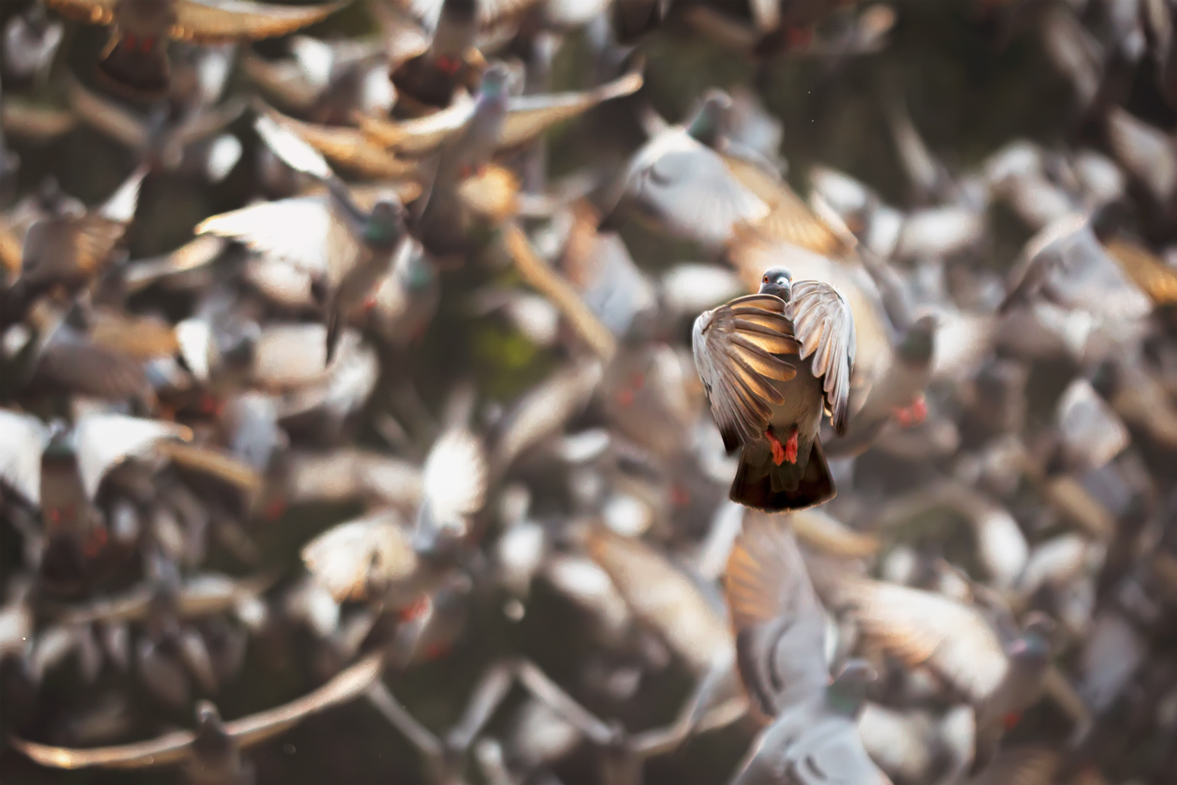 PigeonCatching-light