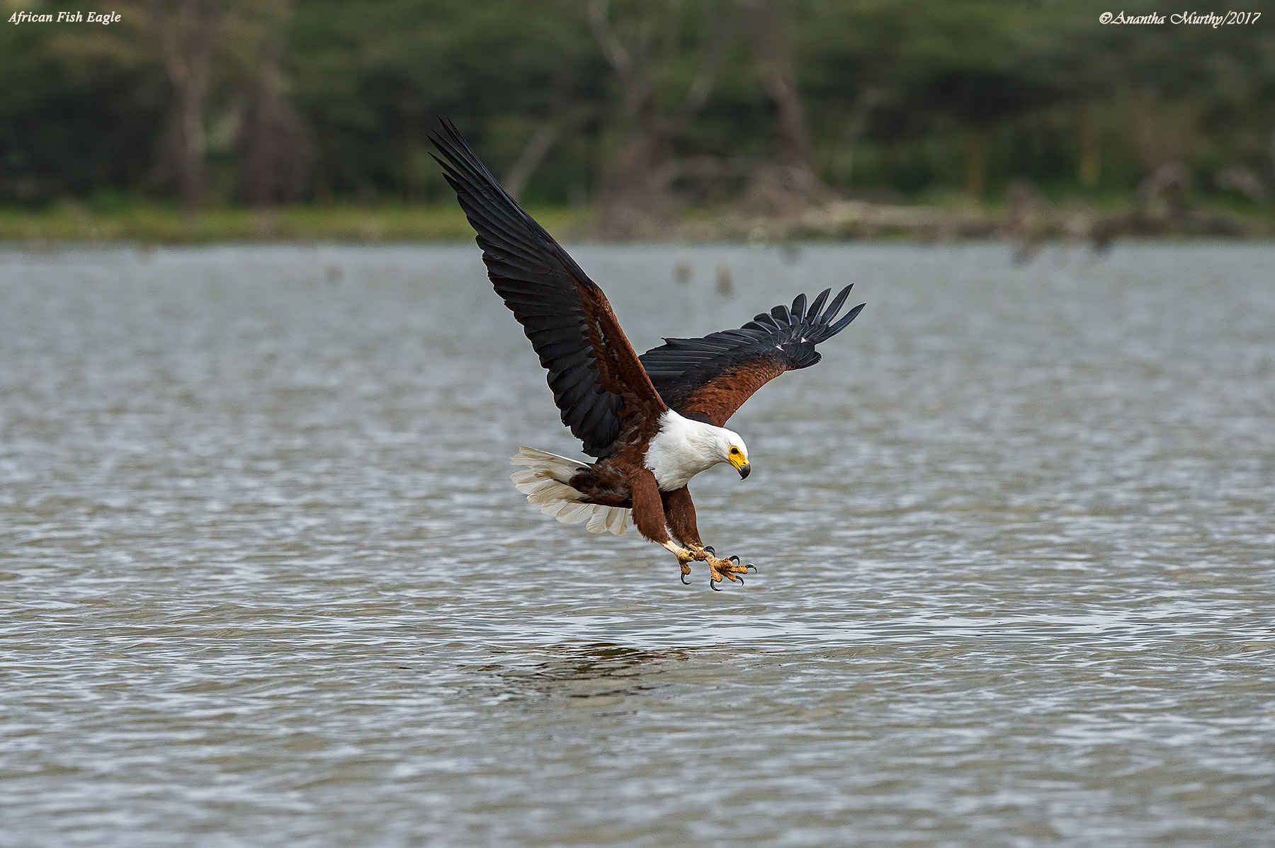 AFRICAN-FISH-EAGLE-1C