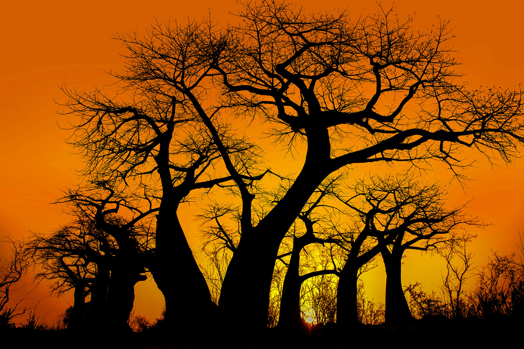 BAOBAB-TREE.jpg-2