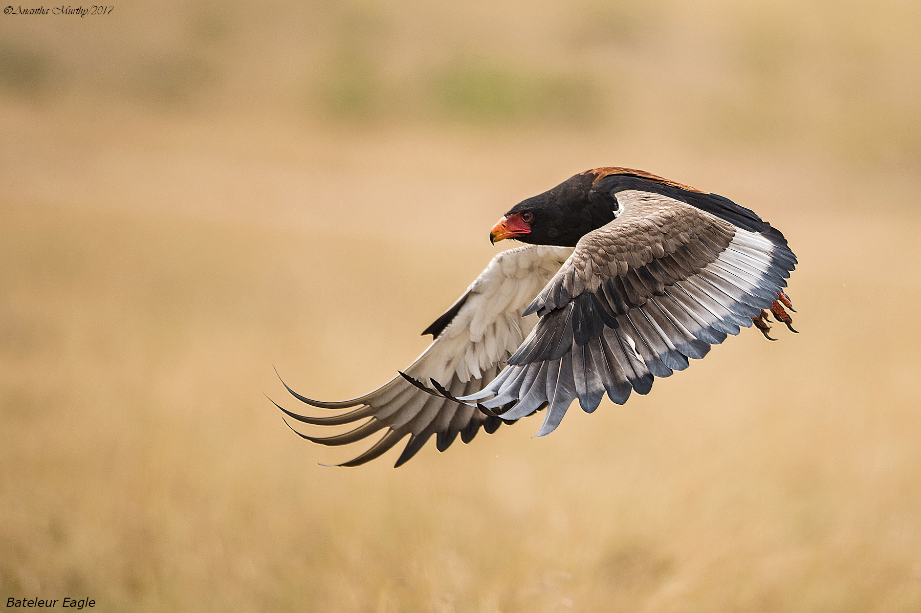 BATELEUR-EAGLE-4