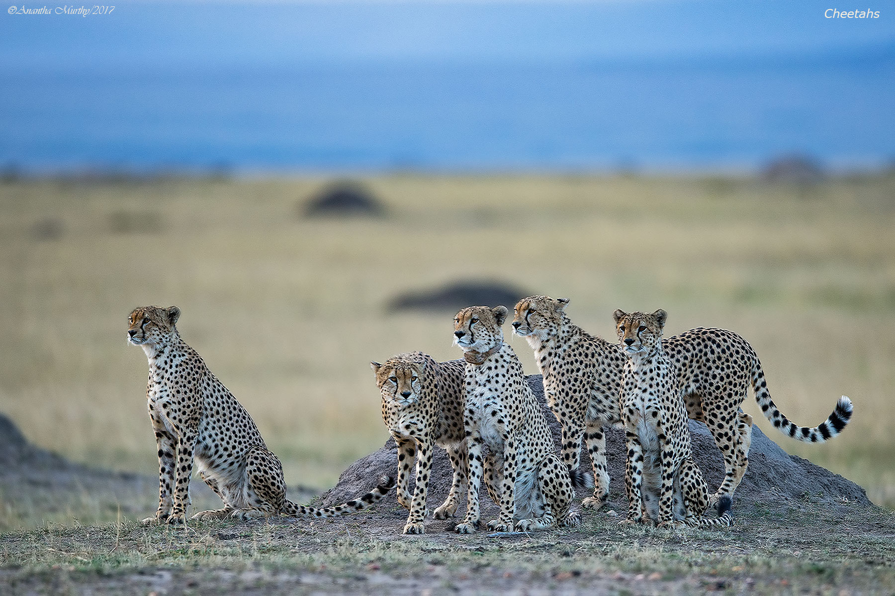 CHEETAHS