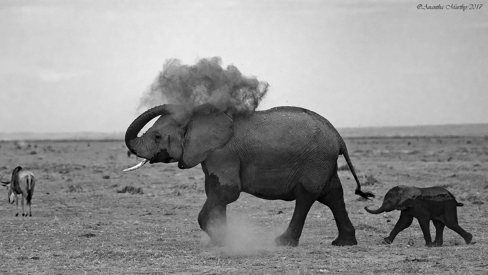 ELEPHANTS-AMBOSILI-5