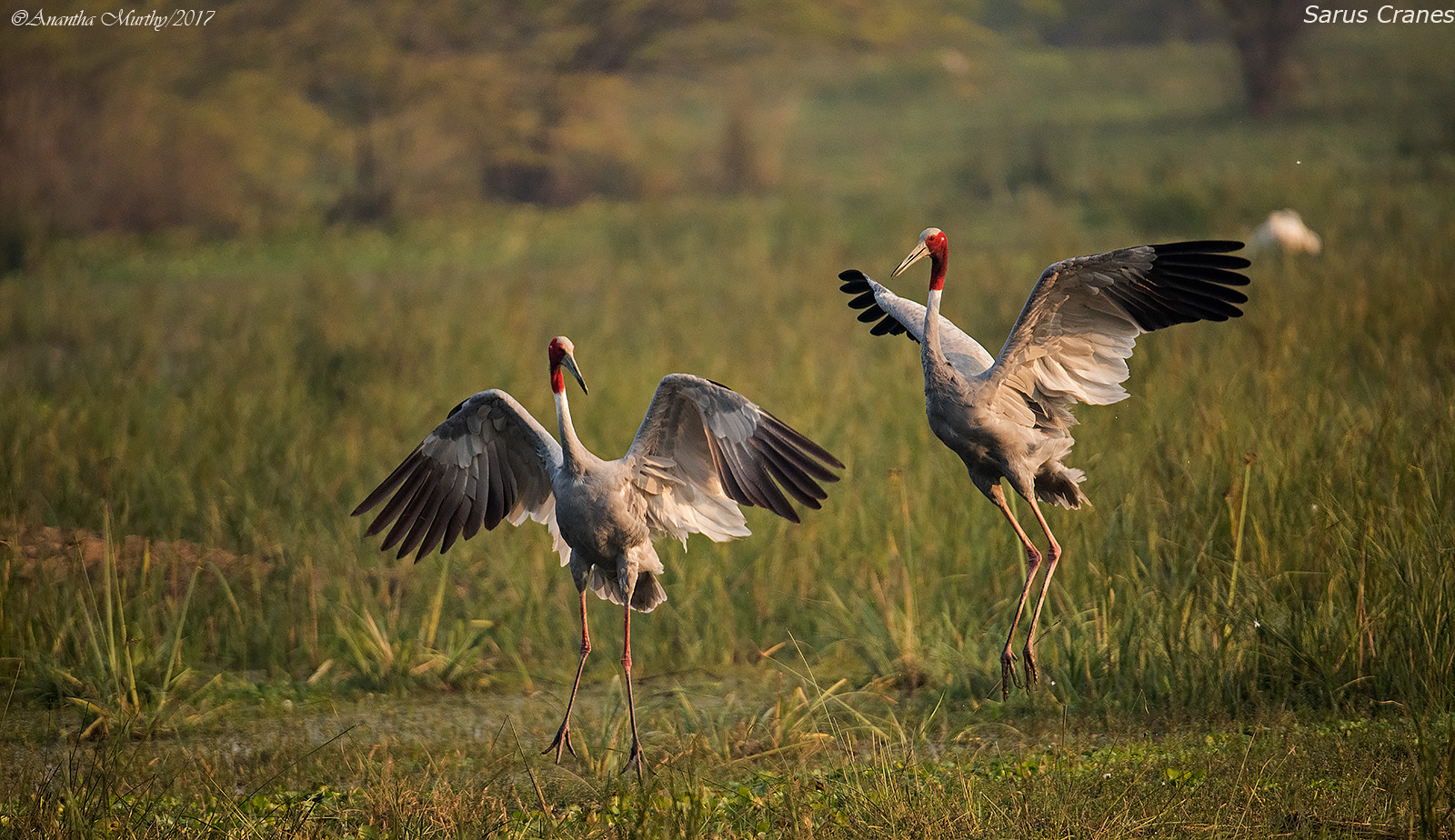 SARUS-CRANES-2