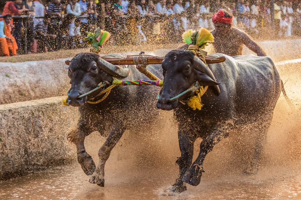 kambala