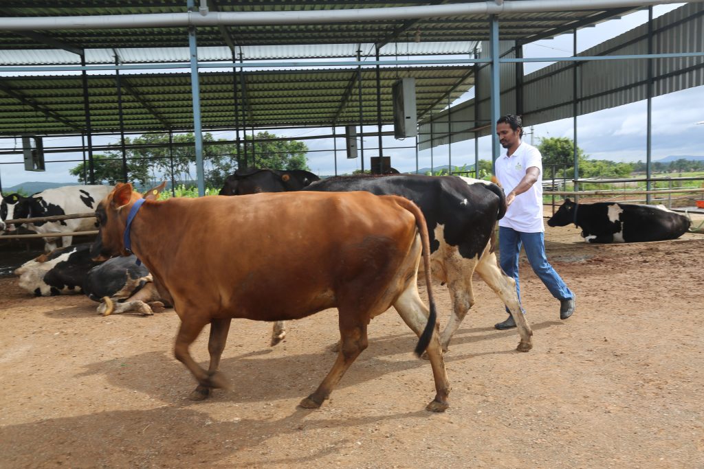 Dairy Farm