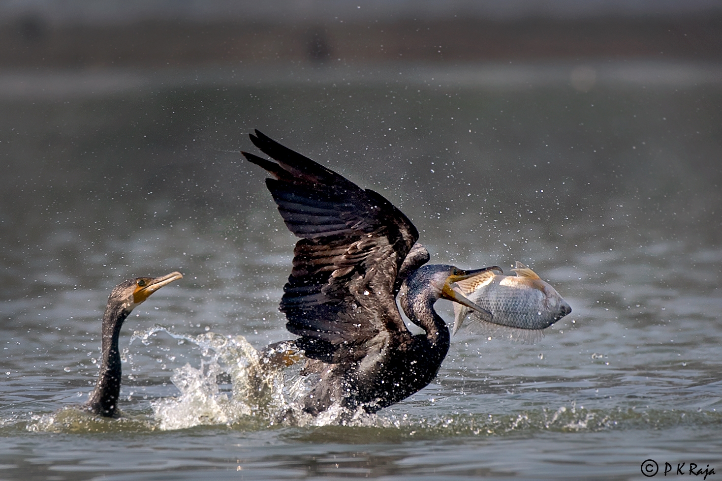 wildlife-photography