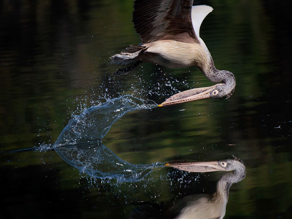 wildlife-photography